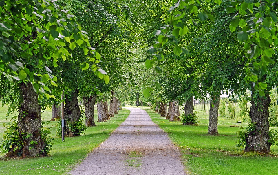 a small roadway leads down a row of linden trees